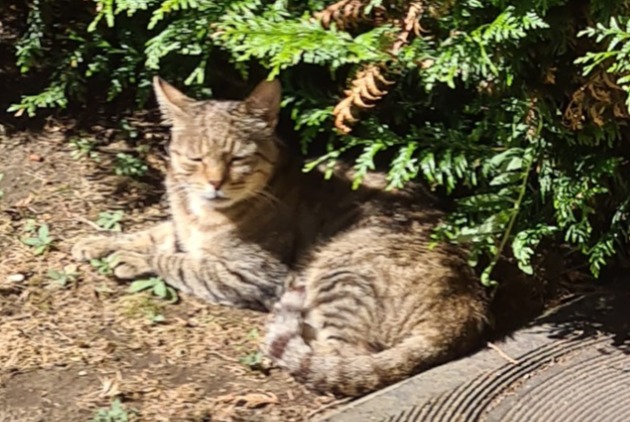 Fundmeldung Katze Weiblich Bondy Frankreich