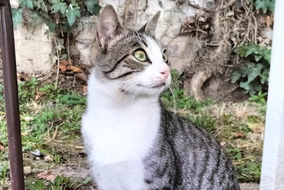 Fundmeldung Katze  Männliche Le Bourget Frankreich