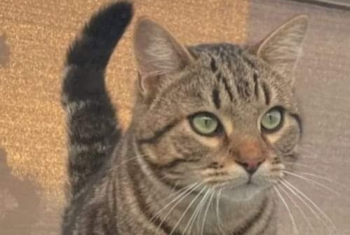 Vermisstmeldung Katze Männliche , 3 jahre Sète Frankreich