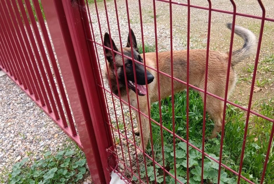 Discovery alert Dog  Male Montredon-des-Corbières France