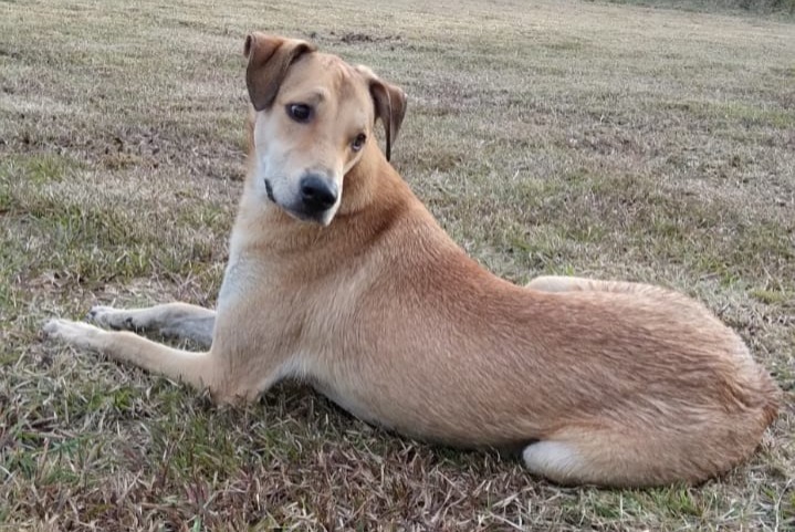 Disappearance alert Dog miscegenation Male , 4 years Palau-del-Vidre France