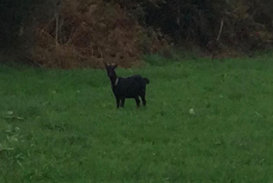 Alerta de Hallazgo Cabra Hembra Vire-Normandie Francia