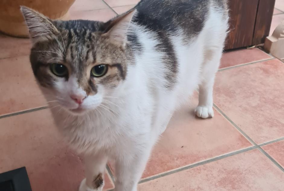 Alerta de Desaparición Gato Macho , 6 años Saint-Alban Francia