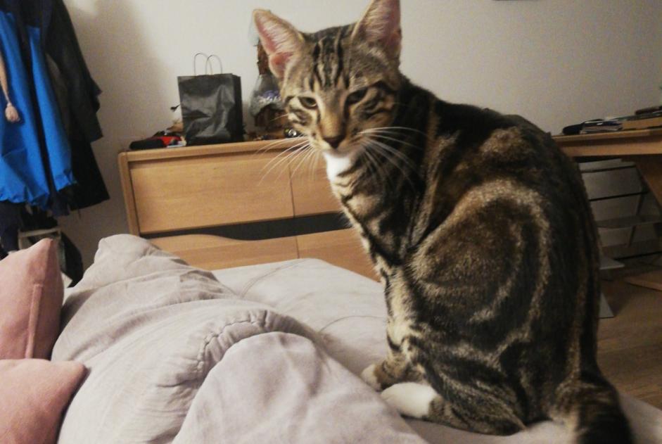 Alerta de Desaparición Gato Macho , 1 años Montreuil Francia