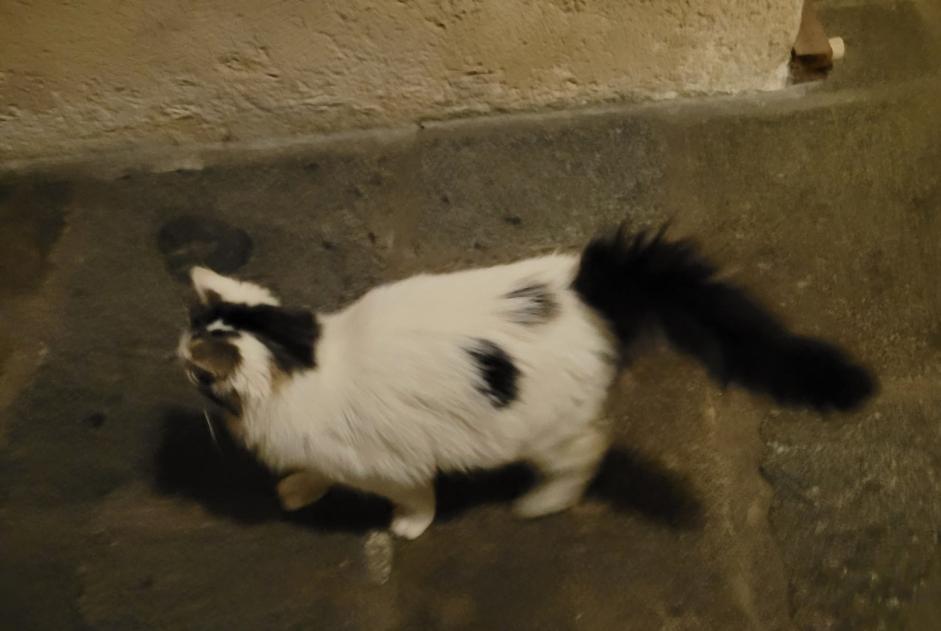 Alerta de Hallazgo Gato Desconocido , 1 año Guingamp Francia