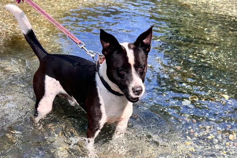 Alerta de Hallazgo Perro cruce Macho Saint-Gaudens Francia