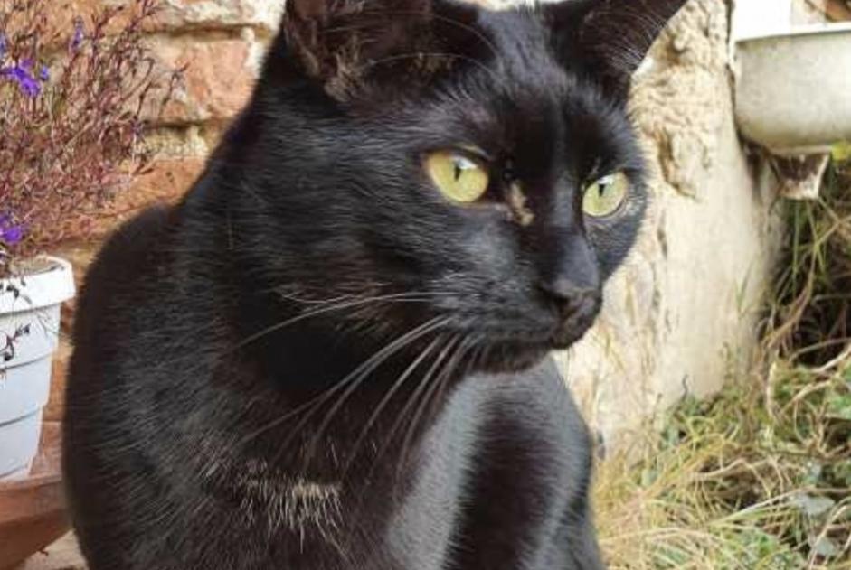 Alerte Disparition Chat Mâle , 4 ans Guignen France