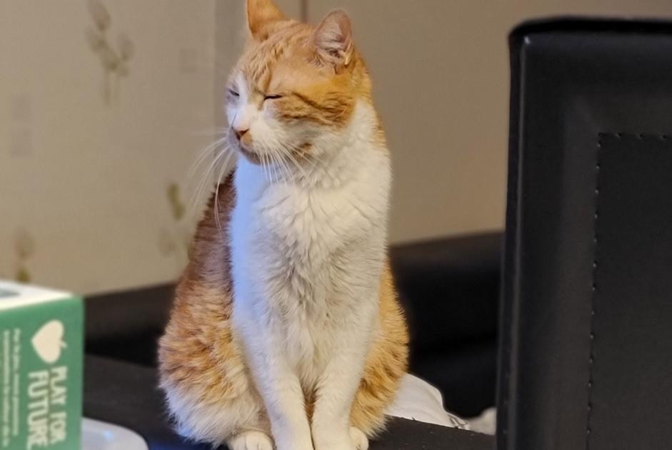 Alerte Disparition Chat Mâle , 15 ans Locminé France