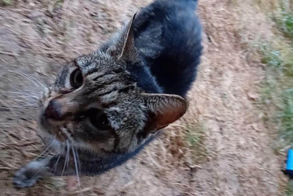 Alerte Découverte Chat  Femelle Châtillon-en-Bazois France