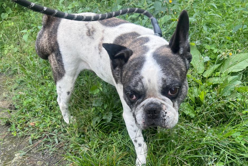 Alerte Découverte Chien  Mâle Villeneuve-de-Rivière France