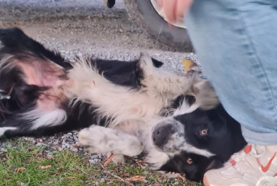 Alerte Découverte Chien  Mâle , 2 ans Saint-Paul-de-Fenouillet France