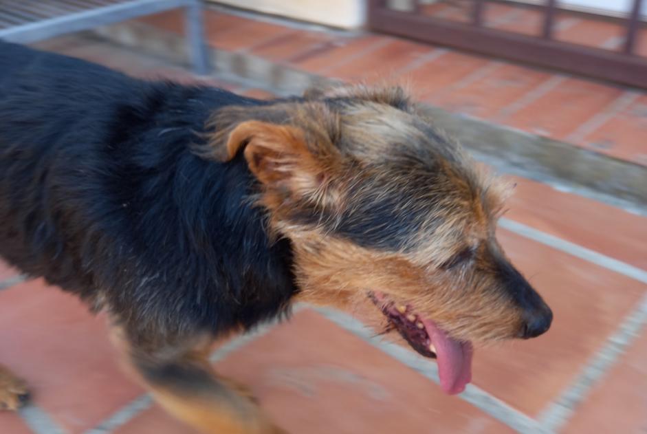 Alerte Découverte Chien Mâle Cabestany France