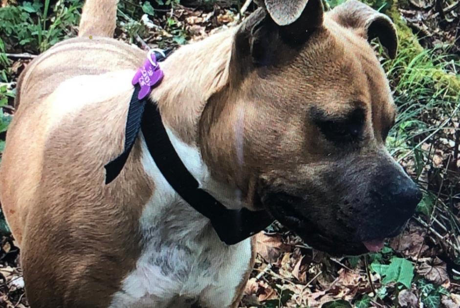 Avviso scomparsa Cane  Femmina , 70 anni Saint-Marcet Francia