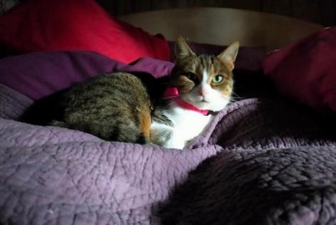 Avviso scomparsa Gatto Femmina , 5 anni Saint-Alban Francia